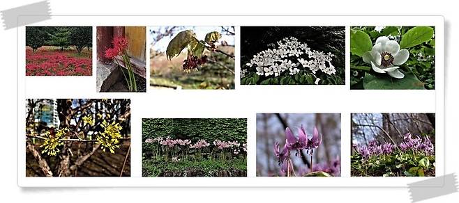 박병원 초대 은행권청년창업재단 이사장이 디지털투데이 창간 15주년 NFT 경매에 참여하기 위해 내놓은 직접 촬영한 꽃 사진 (사진제공=디지털투데이) *재판매 및 DB 금지