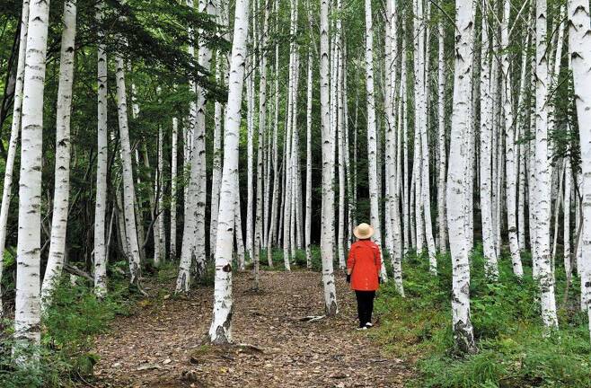 경북 영양 죽파리 자작나무숲은 약 12만 그루의 자작나무가 자라는 인공 숲이다. 산책로 길이는 2km. 청량한 공기를 맘껏 마시며 오지의 매력을 느낄 수 있다. / 경북도 제공