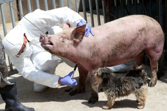 한 양돈 농가에서 가축방역 관계자들이 아프리카돼지열병(ASF) 검사를 위해 돼지 채혈을 하고 있다. 연합뉴스