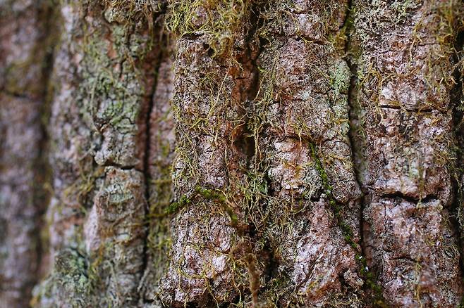 참나무 줄기에 자라는 이끼 [사진/진성철 기자]