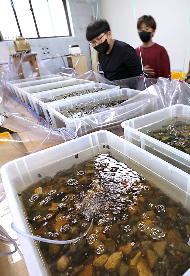 다슬기와 함께 애반딧불이 유충과 애벌레를 키우는 학생들 [사진/진성철 기자]