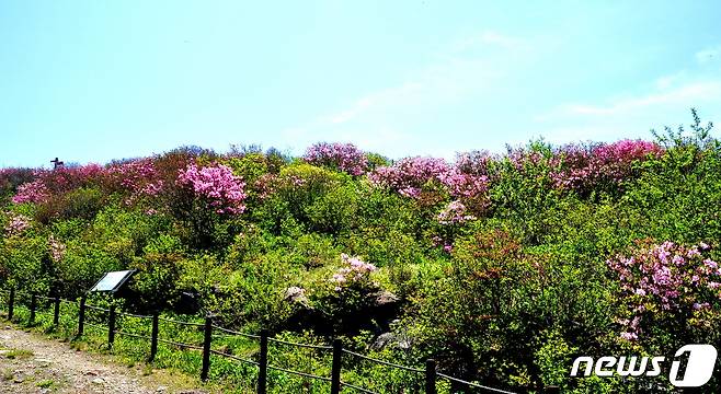 연화봉 철쭉. 5월말 6월초에 소백산 능선 30km 곳곳에 철쭉꽃밭이 펼쳐진다 © 뉴스1