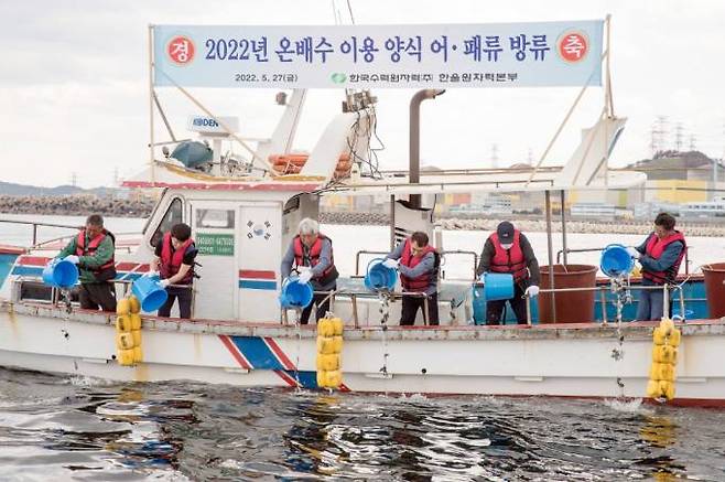 강도다리 치어가 방류되고 있다. (한울원전 제공) 2022.05.27