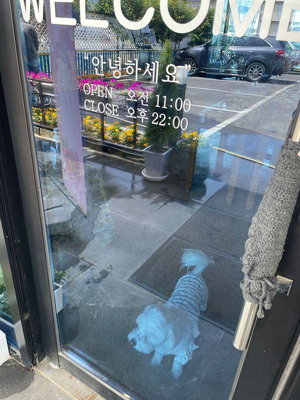 ▲ 춘천 신북읍 반려견 친화 까페에서 주인과 함께 손님을 맞이하는 반려견