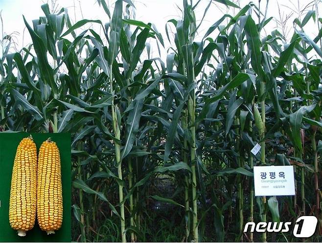 국산 신품종 사료용 옥수수.© 뉴스1