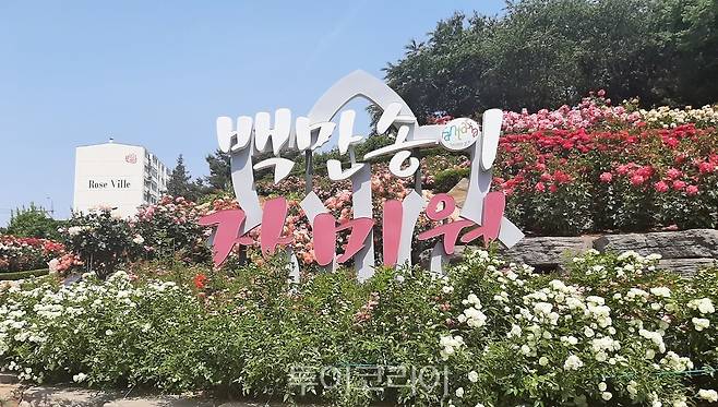 수백만송이 장미꽃이 형형색색 피어 관광객을 유혹하는 '부천백만송이장미원'