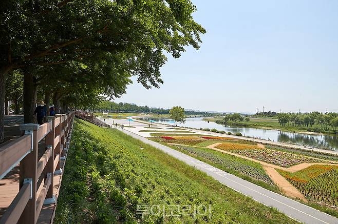 아산 은행나무을 따라 흐르는 곡교천변에 조성된 꽃밭./사진=아산시
