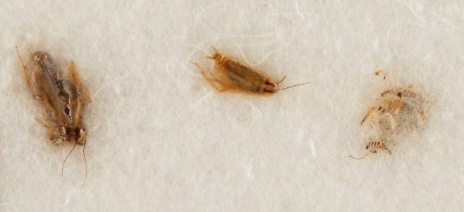 달 먼지를 삼켜 지구 생물체에 미치는 영향을 평가하는 실험에 쓰인 독일 바퀴벌레 보존 시료다. RR옥션 제공