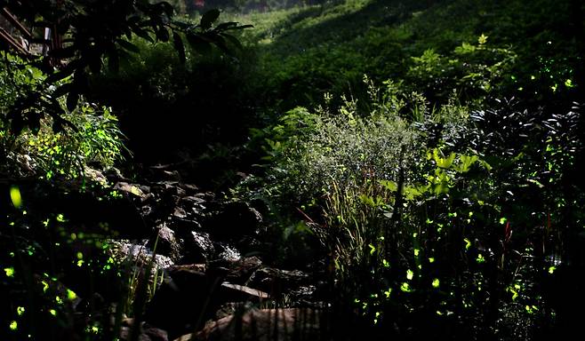 곤지암 화담숲에서 6월에 볼 수 있는 반딧불이
