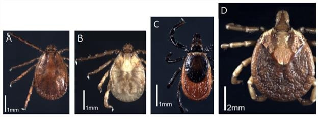 SFTS 매개 참진드기의 종류. A: 작은소피참진드기, B: 개피참진드기, C: 일본참진드기, D: 뭉뚝참진드기. 질병관리청 제공