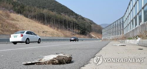 방음벽에 충돌해 죽은 황조롱이. [연합뉴스 자료사진]