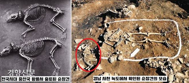 다양한 순장견의 사례. 1974년 중국 허베이성(河北省) 핑산(平山) 싼지현(三汲縣) 전국시대 중산국 왕릉에서 출토된 개(犬)의 유골. 금은 목걸이가 눈에 띈다(왼쪽 사진). 오른쪽 사진은 청동기~초기철기 시대 유적인 경남 사천 늑도유적에서 확인된 순장견의 유골. 사람 곁에 묻혀있다.