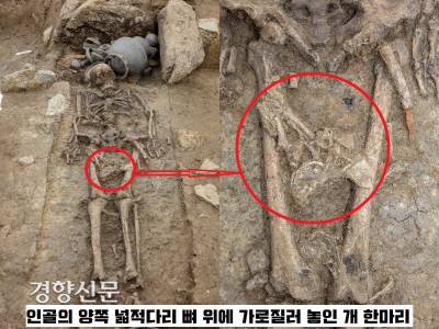 탑동 유적에서 확인된 최장신 인골의 양쪽 넓적다리 뼈 위에서 한 마리분의 개뼈가 확인됐다.해체된 것이 아니라 온전한 한 마리분이었다.