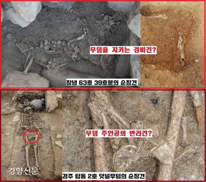창녕 교동 39·63호 고분의 입구 쪽에 마련된 전용공간에 묻힌 순장견은 죽어서도 무덤 주인공을 지키는 경비견으로, 경주 탑동 덧널무덤에서 피장자의 넓적다리 위에 가로질러 놓인채 확인된 순장견은 피장자가 생전에 애지중지 키운 반려견의 의미로 이해할 수 있다.