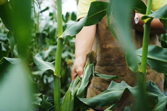 옥수수는 수확하면 당이 전분으로 바뀐다. 따라서 밭에서 바로 딴 옥수수가 가장 맛있다. 사진 공심채