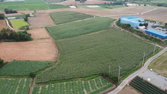 초당옥수수는 생으로도 먹을 수 있지만 원래는 찌거나 조리해 먹는 음식이다. 사진은 '달콘'의 초당옥수수 밭. 사진 소윤섭 교수