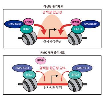 [대전=뉴시스] IPMK 효소에 의한 SWI/SNF 단백질 복합체의 기능조절 모식도. *재판매 및 DB 금지