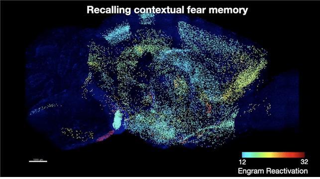 [대전=뉴시스] KAIST가 연구를 통해 발견한 공포 기억저장 세포의 뇌 지도. 빨간색일수록 기억을 저장하고 있을 확률이 높은 세포들이다. *재판매 및 DB 금지