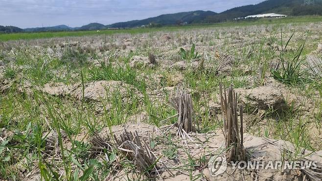 가뭄으로 모내기를 못해 잡초만 무성한 태안 간척지 (태안=연합뉴스) 계속되는 가뭄으로 모내기를 제때 못한 충남 태안군 이원면 이원 간척지 논에 잡초만 무성하다. 태안의 최근 6개월 누적 강수량은 131.3㎜로 평년 같은 기간 256.6㎜의 51% 수준이다. 2022.6.2 [독자 제공. 재판매 및 DB 금지] jchu2000@yna.co.kr