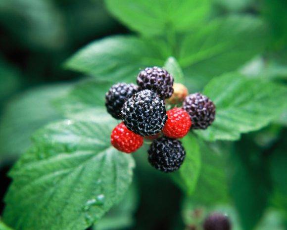 복분자는 항산화 물질과 비타민이 풍부해 남녀노소 건강에 모두 이롭다. [사진=게티이미지뱅크]