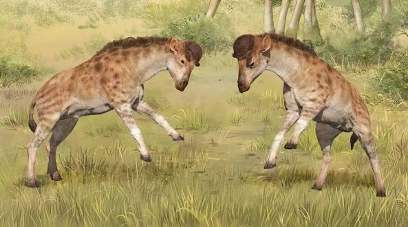 약 1700만년 전 마이오세(중신세) 초기 중국 지역에 서식했던 기린과(科)의 조상격 동물 ‘디스코케릭스 셰즈’ 상상도