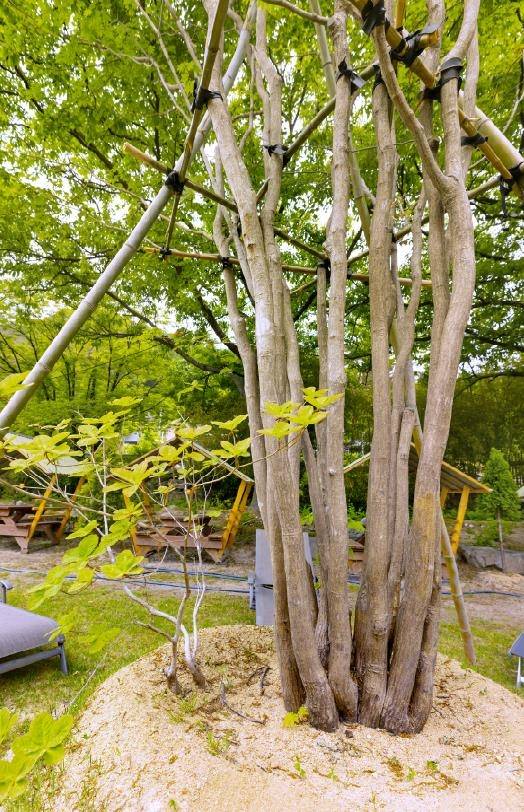 철쭉과 붙어 있는 진귀한 단풍나무 [사진/성연재 기자]