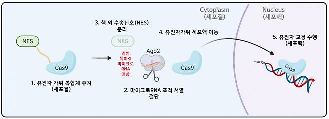 세포 내 '셀프 체크인'의 마이크로RNA 특이적 작용 모식도.[KAIST 제공]