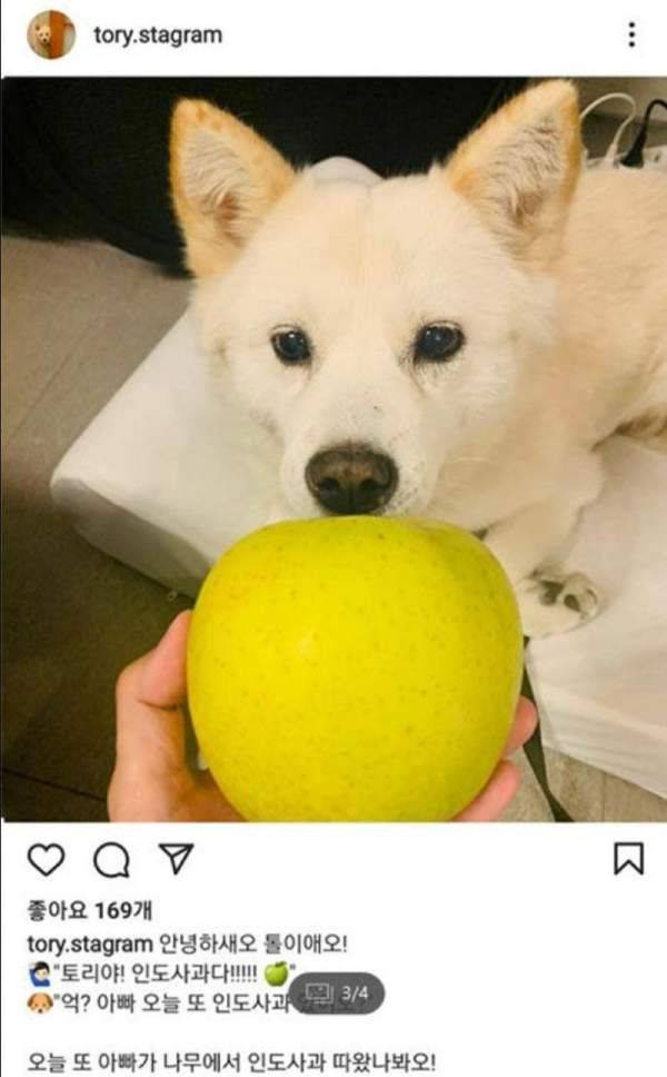 지난해 윤석열 대통령의 반려견 소셜미디어 '토리스타그램'에 올라온 사진/인스타그램
