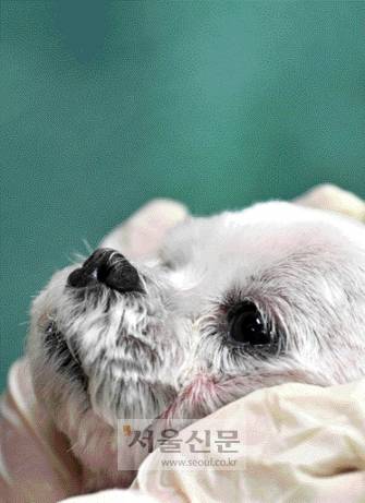 마지막 눈맞춤일까. 버려진 것으로 추정되는 네 살배기 몰티즈가 지난달 24일 동물 보호소에서 자신의 건강 상태를 살피는 수의사를 애처롭게 바라보고 있다. 이 강아지는 늦은 밤 하천 옆 산책로에서 추위에 떨다가 발견됐다. 보호소 입소 후 일주일이 넘도록 네 발과 꼬리를 펴지 않았다. 박윤슬 기자