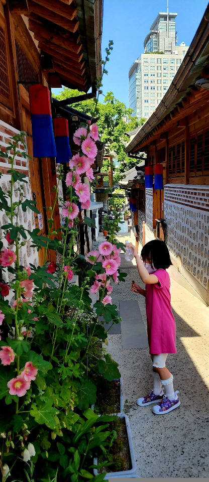 접시꽃 돈의문박물관마을 아이 : 도종환 시인의 애절한 사부곡 ‘접시꽃 당신’으로 잘 알려진 여름꽃. 서울 서대문 돈의문박물관마을을 방문한 소녀가 올해 가뭄이 심한 탓에 타들어가는 접시꽃에 물을 주고 있다.