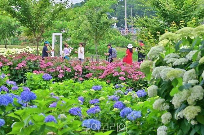 공주 유구색동수국정원꽃축제