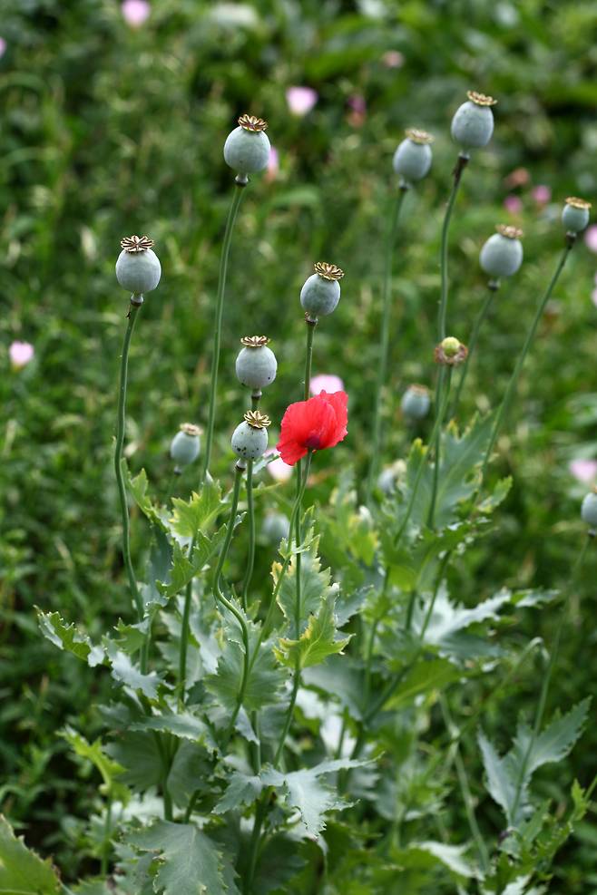 양귀비. 줄기와 꽃봉오리에 털이 없어 매끈하다. /사진 국립수목원