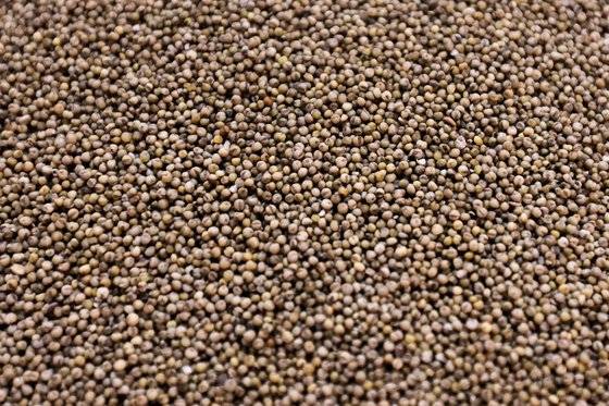 고소리술 재료인 차조. 프리랜서 장정필