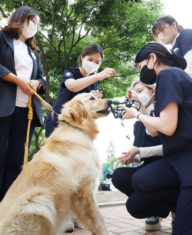 대구한의대 반려동물보건학과 학생들이 박호일 교수의 지도 아래 견공에게 입마개를 씌우는 실습을 하고 있다. (대구한의대 제공) 2022.06.21