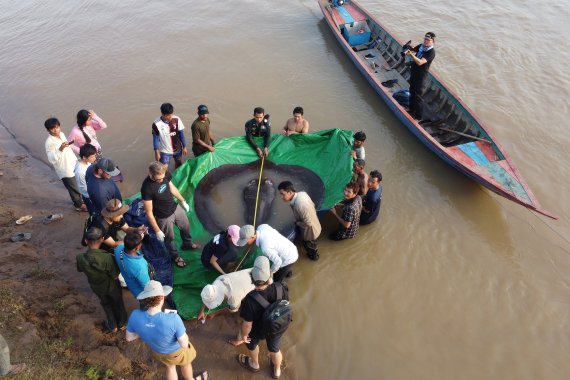 캄보디아와 미국 과학자 및 수산청 관계자들이 캄보디아 북동쪽 스퉁트렝 메콩강에서 잡힌 거대 민물 가오리에 꼬리표를 붙인 후 방생하고 있다. /사진=AP뉴시스