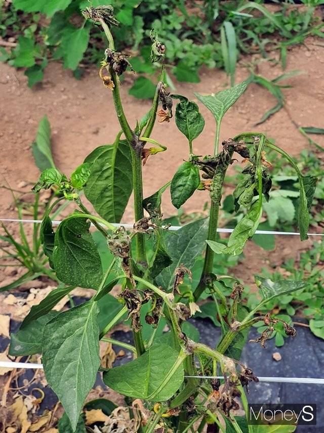 토마토반점위조바이러스(TSWV) 감염 피해를 입은 고추/사진제공=경북 영양군