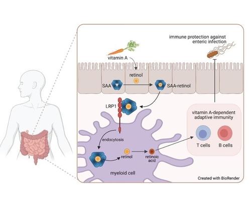 레틴올이 LRP 1 수용체를 통해 장 골수세포 내로 이동하는 과정  적응 면역에 중요한 비타민 A가 인체 내에서 쓰이려면 레틴올을 거쳐 레틴올산으로 변해야 한다.
이 과정에 관여하는 게 장(腸)의 골수세포다. 
[미국 텍사스대 사우스웨스턴 메디컬 센터 사진 제공. 재판매 및 DB 금지]