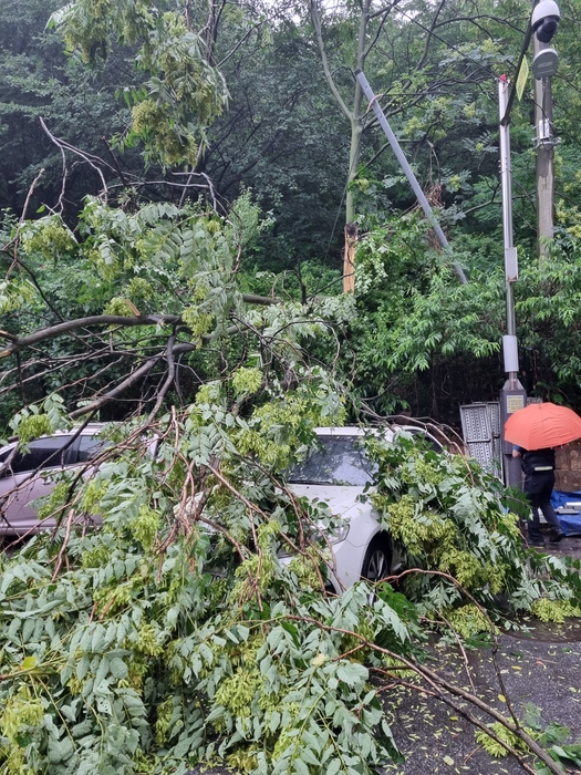 경기 안산시 단원구 와동의 한 주택가 인근에서 23일 벼락을 맞은 나무가 주차된 차량 위로 쓰러져 있다. 경기도소방재난본부 제공