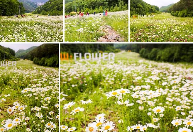 샤스타데이지 꽃밭