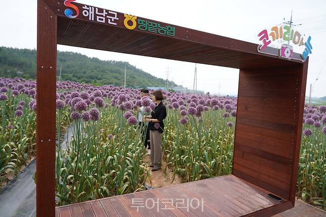 송지면 산정마을에 만개한 보라빛 코끼리 마늘꽃 이색적