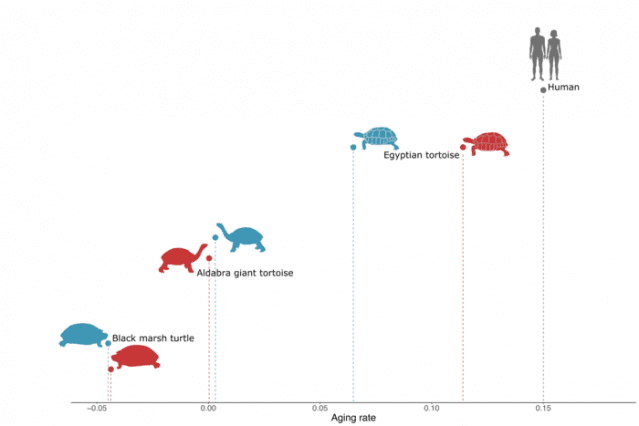 주요 거북이와 사람의 노화율을 보여주는 그래프. 노화율 0은 나이를 먹어도 사망 확률이 높아지지 않음을 뜻한다. 이 수치가 0보다 커지면 나이를 먹음에 따라 사망 위험이 커짐을 나타낸다. (자료=서던덴마크대학)