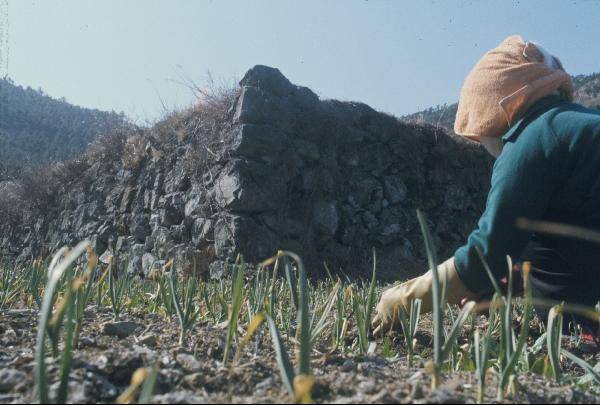 삼별초의 주요 격전지였던 전남 진도의 용장산성. /조선일보DB