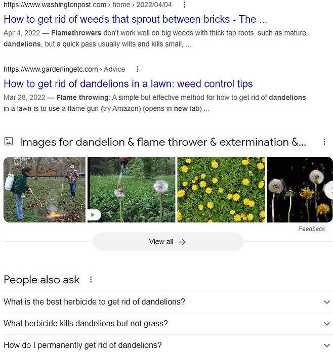 구글에는 민들레를 박멸하는 방법 등의 문의나 정보가 수없이 검색된다. 구글 화면 갈무리