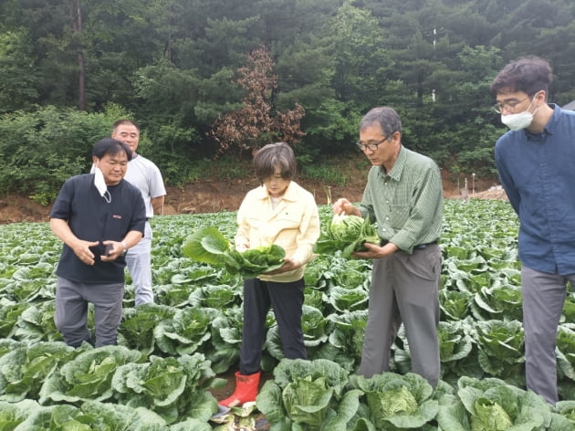 한국농수산식품유통공사(aT) 직원들이  23일부터 강원도의 한 배추밭에서 현장점검을 하고 있다.  aT제공
