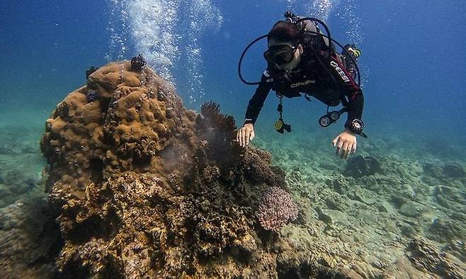나짱의 문섬 부근에서 산호초를 보고 있는 스쿠버다이버 [VN익스프레스 사이트 캡처. 재판매 및 DB 금지]