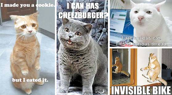 저자에 따르면 댓글에 이미지를 붙이기 쉽게 하는 매크로, 기본 이미지에 자동으로 글자를 배치해주는 매크로가 나오면서 인터넷 이용자들이 밈을 만들기가 훨씬 쉬워졌다. 고양이 짤방들은 이를 통해 2000년대 중반에 크게 유행했던 대표적인 인터넷 밈이다. [사진 어크로스]