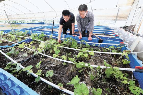 양재중(오른쪽)·김민성 셰프가 재배시설에서 와사비 생육 상태를 살펴보고 있다. 신인섭 기자