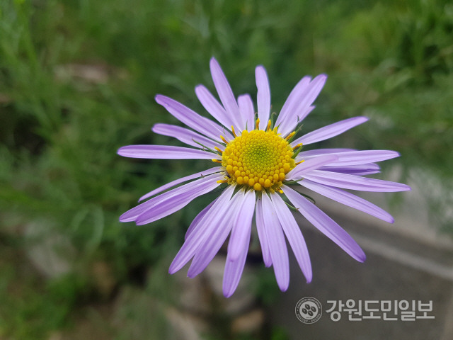 ▲ 단양쑥부쟁이
