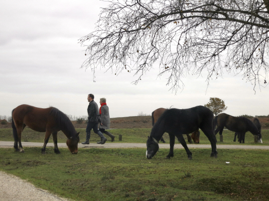 영국 남동부 시골마을의 산책로. 목초지에서 풀을 뜯는 말들 사이로 여행객이 산책하고 있다.