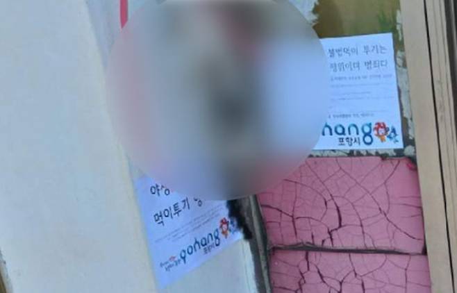 학대를 받아 머리에 큰 상처를 입고 죽은 새끼 고양이 '홍시'. 동물권행동 카라 제공